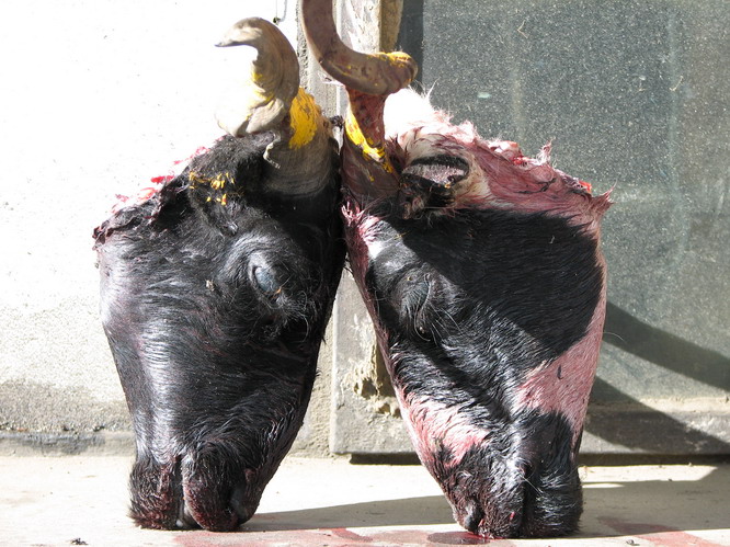 Two unlucky goats. Lhatse, Tibet.
